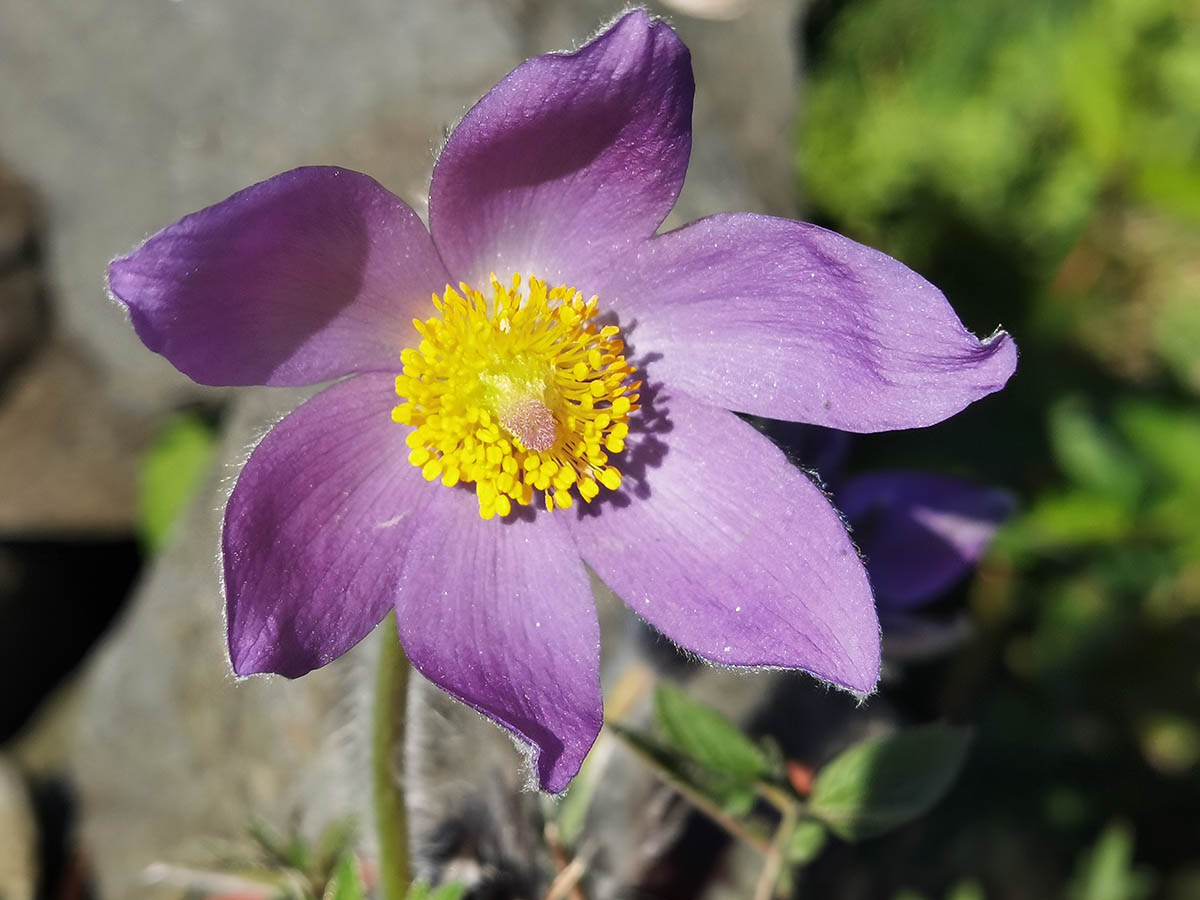 Pulsatilla patens
